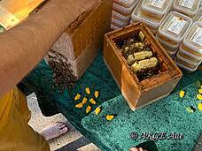 Wirklich eindrucksvoll war die Bienen-Show des Imkers von bievital.