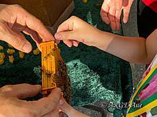 Einfühlsam nähergebracht verlieren die Kinder ihre Angst vor den fleißigen Bienen.