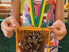 Ein Bienenvolk zum Anfassen!