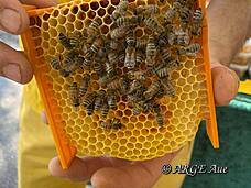 Faszinierend und lehrreich stellte der Imker Marc La Fontaine sein Bienenvolk vor.