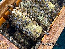 Faszinierend und lehrreich stellte der Imker Marc La Fontaine sein Bienenvolk vor.